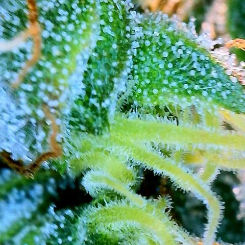 Girl Scout Cookies Extreme Auto growlog timeline photo
