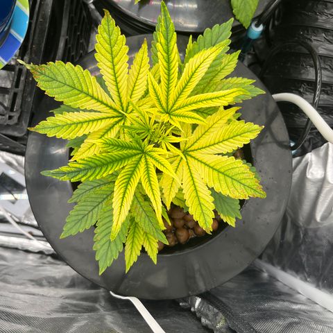  Purple Kush  growlog timeline photo