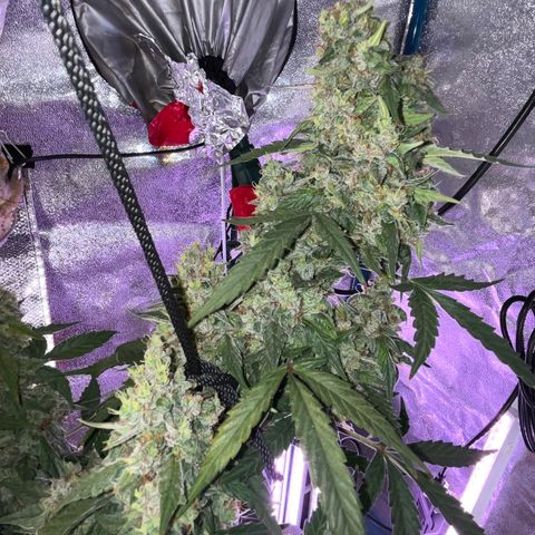 Girl Scout Cookies Extreme Auto growlog timeline photo