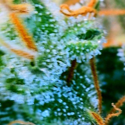 Girl Scout Cookies Extreme Auto growlog timeline photo
