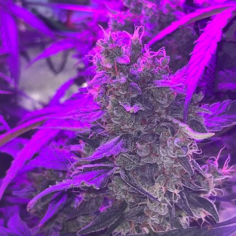 Girl Scout Cookies Extreme Auto growlog timeline photo