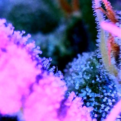 Girl Scout Cookies Extreme Auto growlog timeline photo