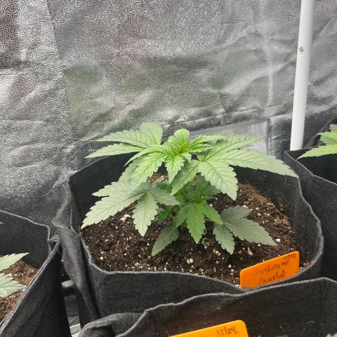 Black Domina (green container) growlog timeline photo