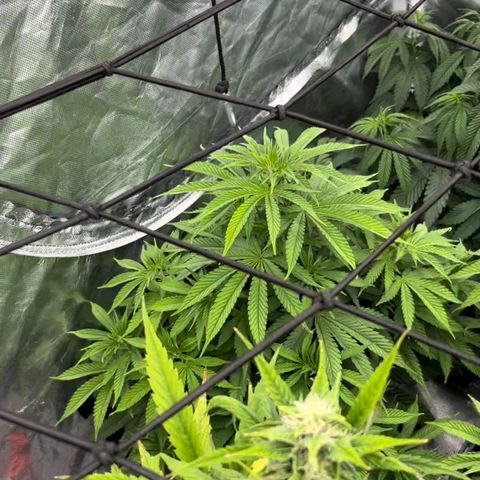  Purple Kush  growlog timeline photo