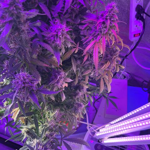 Girl Scout Cookies Extreme Auto growlog timeline photo