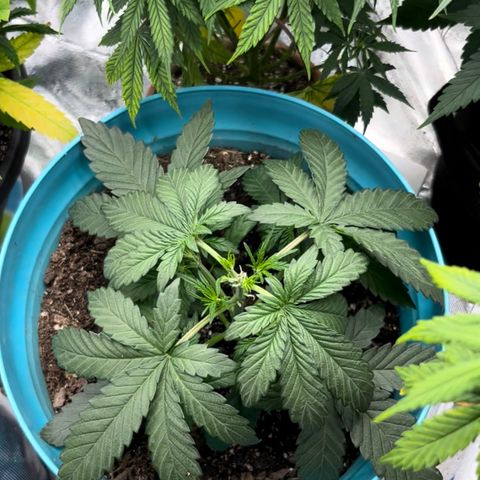  Purple Kush  growlog timeline photo