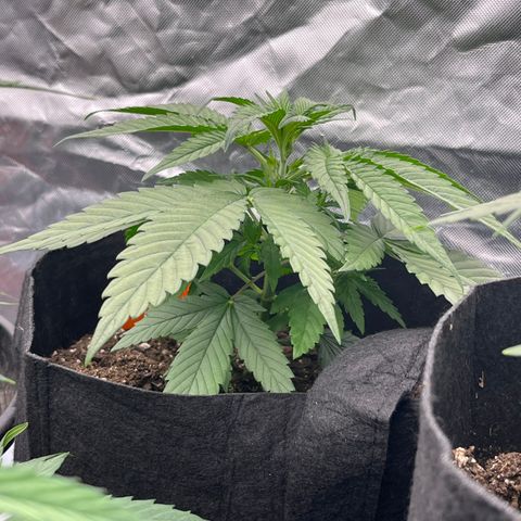 Purple kush tray (under) growlog timeline photo