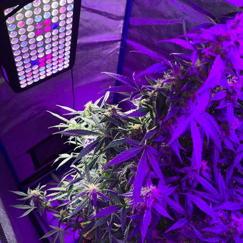 Girl Scout Cookies Extreme Auto growlog timeline photo