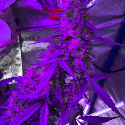 Girl Scout Cookies Extreme Auto growlog timeline photo