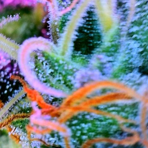 Girl Scout Cookies Extreme Auto growlog timeline photo