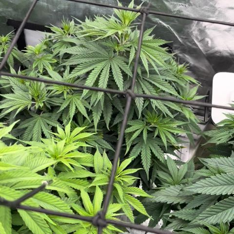  Purple Kush  growlog timeline photo