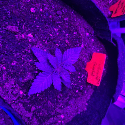 Black Domina (green container) growlog timeline photo