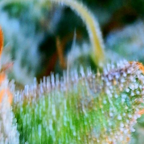 Girl Scout Cookies Extreme Auto growlog timeline photo