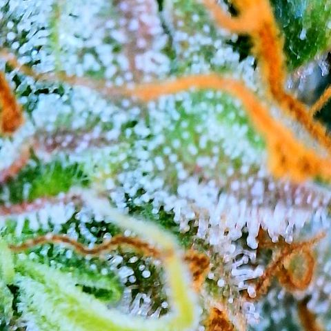 Girl Scout Cookies Extreme Auto growlog timeline photo