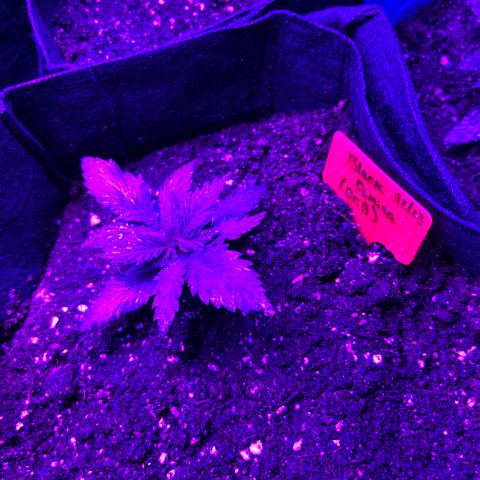 Black Domina (green container) growlog photo: Unlabeled = guava gelato auto