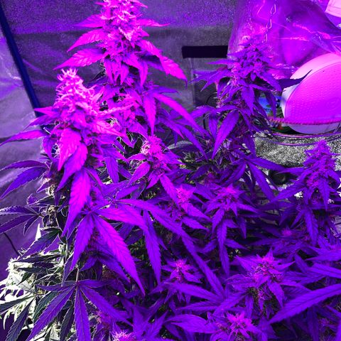 Girl Scout Cookies Extreme Auto growlog timeline photo