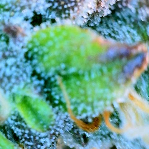 Girl Scout Cookies Extreme Auto growlog timeline photo