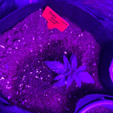 Black Domina (green container) growlog timeline photo