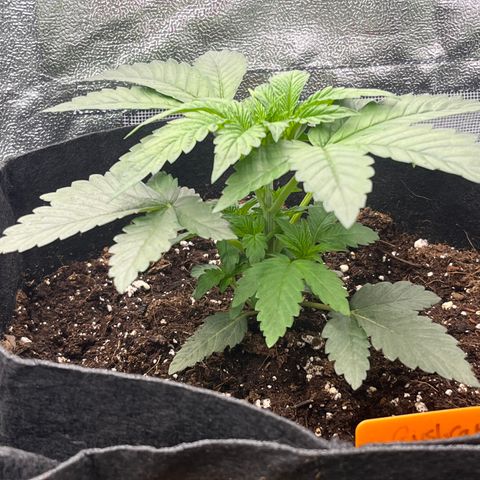Black Domina (green container) growlog timeline photo