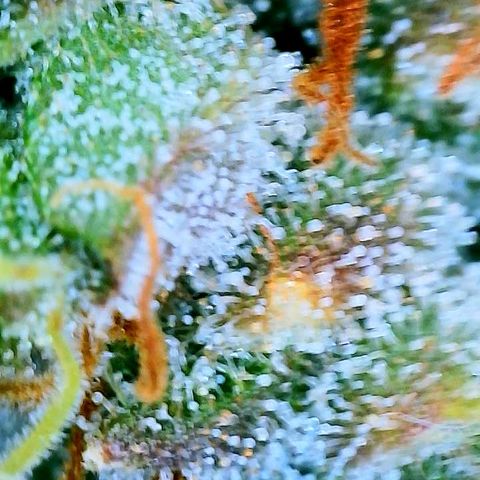 Girl Scout Cookies Extreme Auto growlog timeline photo