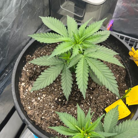  Purple Kush  growlog timeline photo