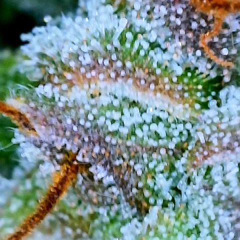 Girl Scout Cookies Extreme Auto growlog timeline photo