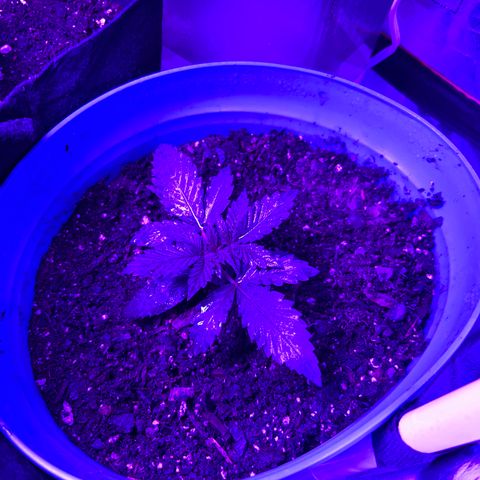 Black Domina (green container) growlog photo: Unlabeled = guava gelato auto