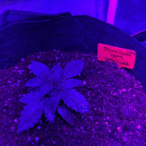 Black Domina (green container) growlog photo: Unlabeled = guava gelato auto