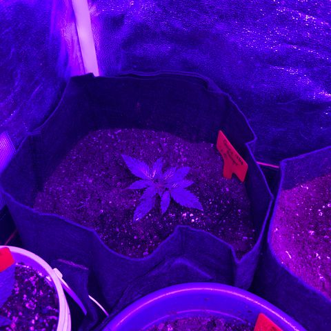 Black Domina (green container) growlog timeline photo