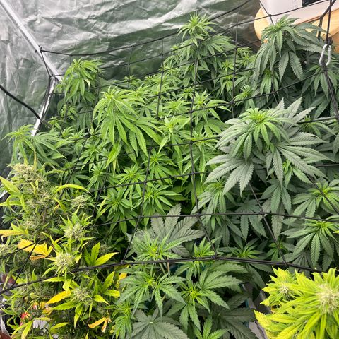  Purple Kush  growlog timeline photo