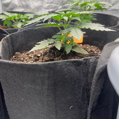 Black Domina (green container) growlog timeline photo