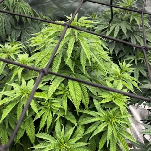  Purple Kush  growlog timeline photo