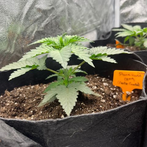 Black Domina (green container) growlog timeline photo
