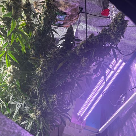 Girl Scout Cookies Extreme Auto growlog timeline photo