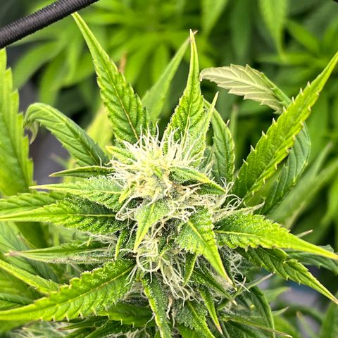  Purple Kush  growlog timeline photo
