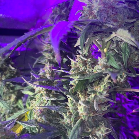 Girl Scout Cookies Extreme Auto growlog timeline photo