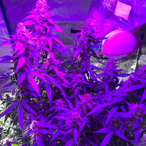 Girl Scout Cookies Extreme Auto growlog timeline photo
