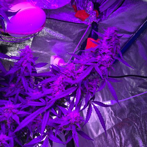 Girl Scout Cookies Extreme Auto growlog timeline photo