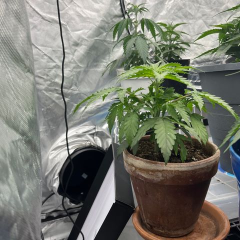  Purple Kush  growlog timeline photo