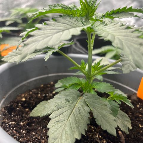Black Domina (green container) growlog timeline photo