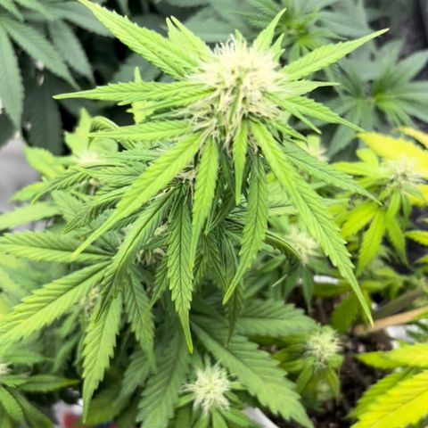  Purple Kush  growlog timeline photo