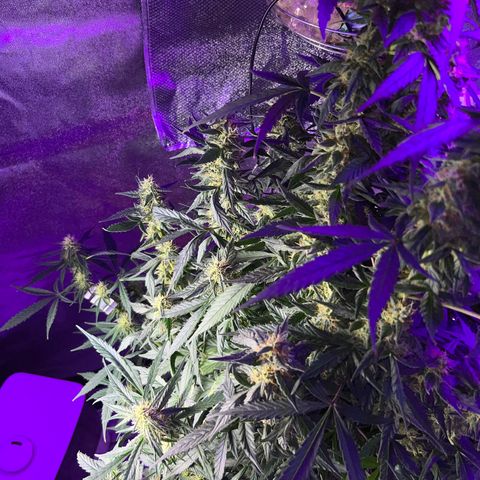 Girl Scout Cookies Extreme Auto growlog timeline photo