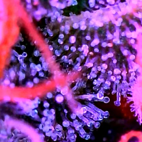 Girl Scout Cookies Extreme Auto growlog timeline photo