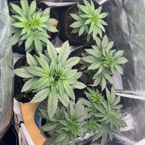  Purple Kush  growlog timeline photo