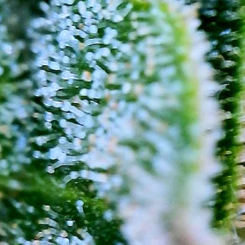 Girl Scout Cookies Extreme Auto growlog timeline photo