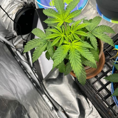 Stress seed (gsc extreme auto ??) growlog timeline photo