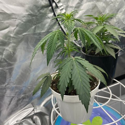 Stress seed (gsc extreme auto ??) growlog timeline photo