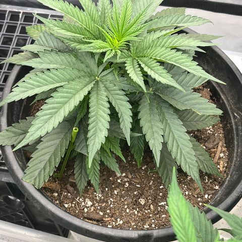  Purple Kush  growlog timeline photo