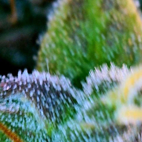 Girl Scout Cookies Extreme Auto growlog timeline photo