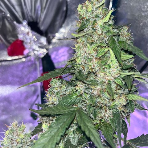Girl Scout Cookies Extreme Auto growlog timeline photo